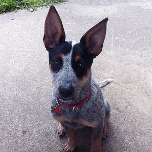 Meet your Posher, Patrick